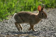 New England Cottontail Rabbit