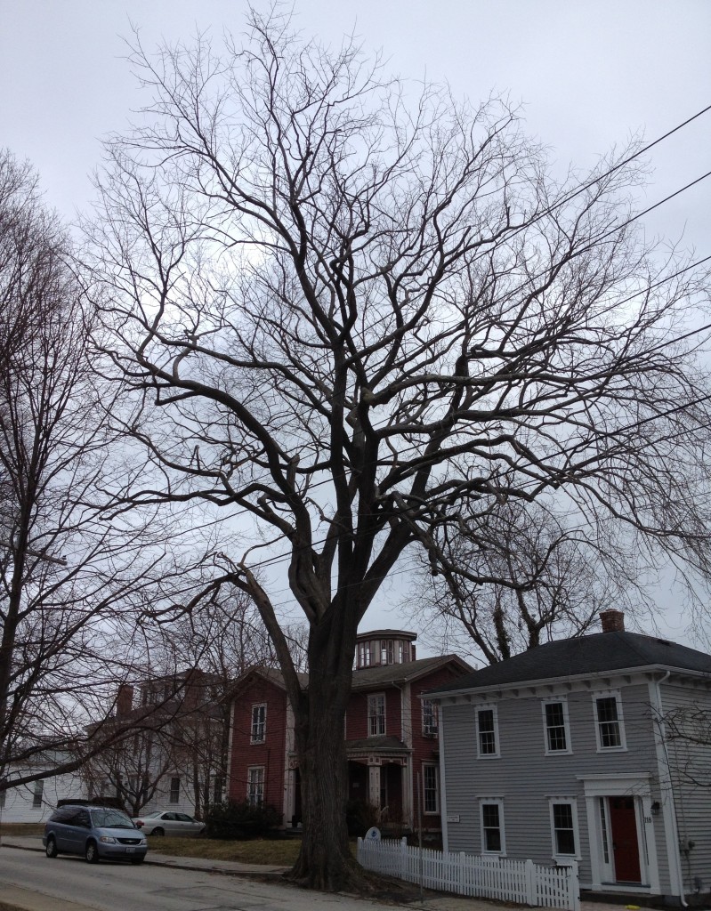 Elm tree on Peirce Street