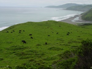 mattole beach2