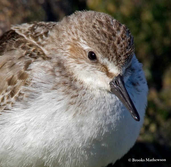 A Semipalmated Sandpiper hunkers down on a late fall day near the Charlestown Breachway.