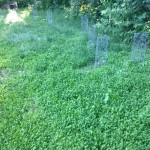My vegetable garden is fighting climate change and yours can too!