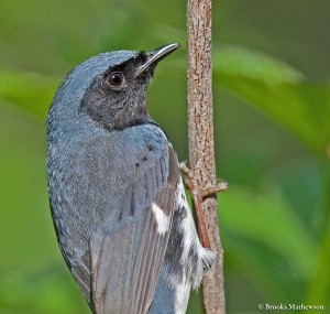 Black-throatedBlueWarbler