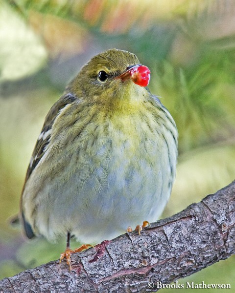 BlackpollWarbler