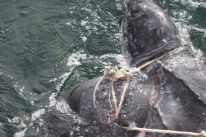 Leatherback_1
