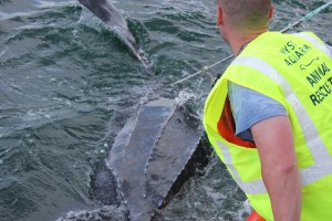 Rescuers from Mystic Aquarium freed a Leatherback turtle from fishing equipment last week. (submitted)