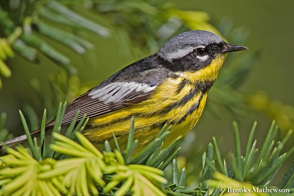 Magnolia Warbler