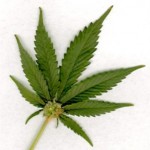 Cannabis compassion centers could get green light