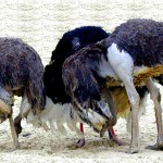 A bit more on Rhode Island's ostriches