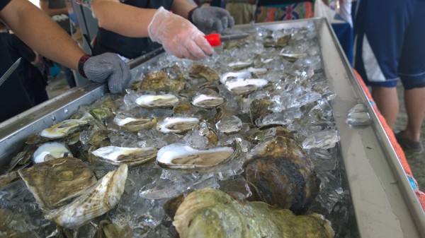 Oysters on ice from Salt Pond Oysters, shucked and ready for slurping.