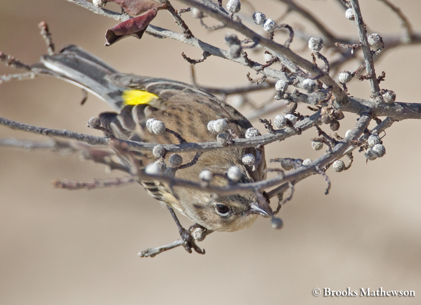 Yellow-rumped Warbler In Non-breeding Plumage