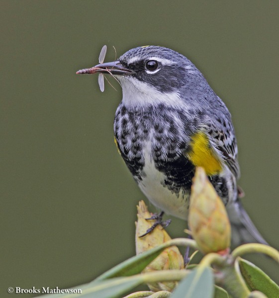 Yellow-rumpedWarbler