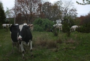 These cows could really cost East Greenwich taxpayers a lot of money if Rodney Bailey decided to stop milking them. Perhaps we should help him keep at it?