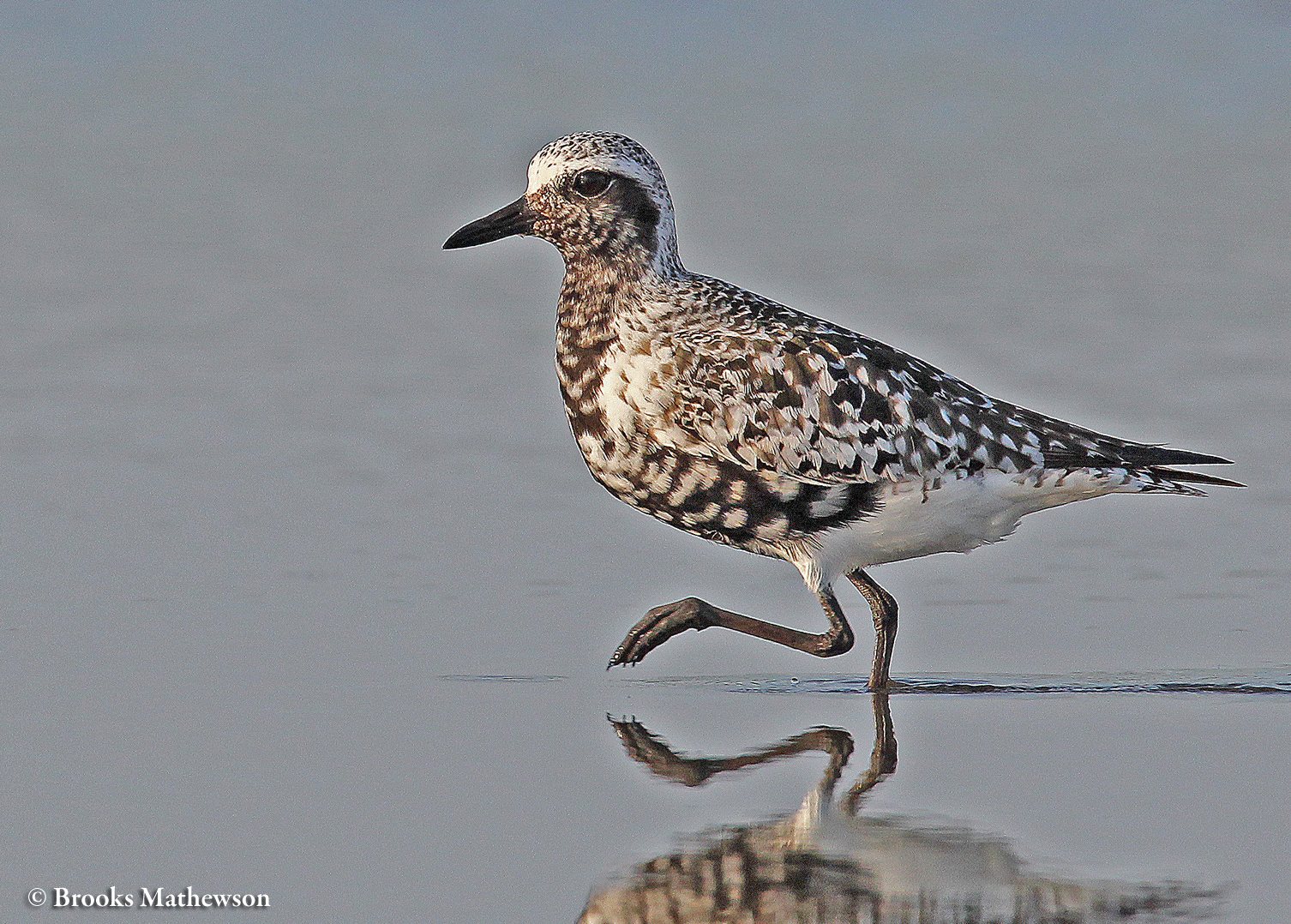 A Black-bellied Plover at risk of existential crisis as the blackness of his belly recedes in the fall