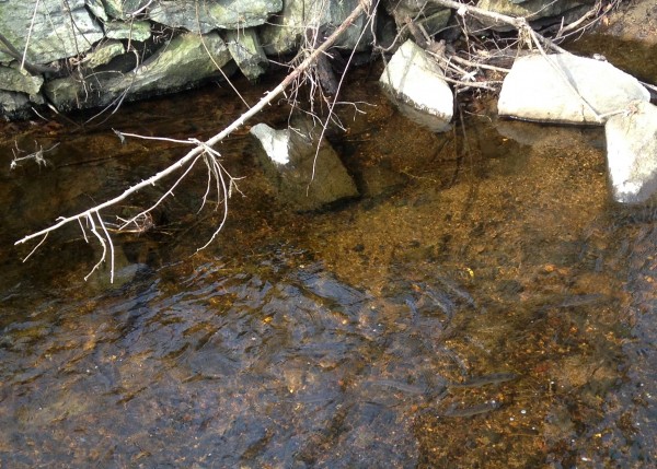 herring at mill