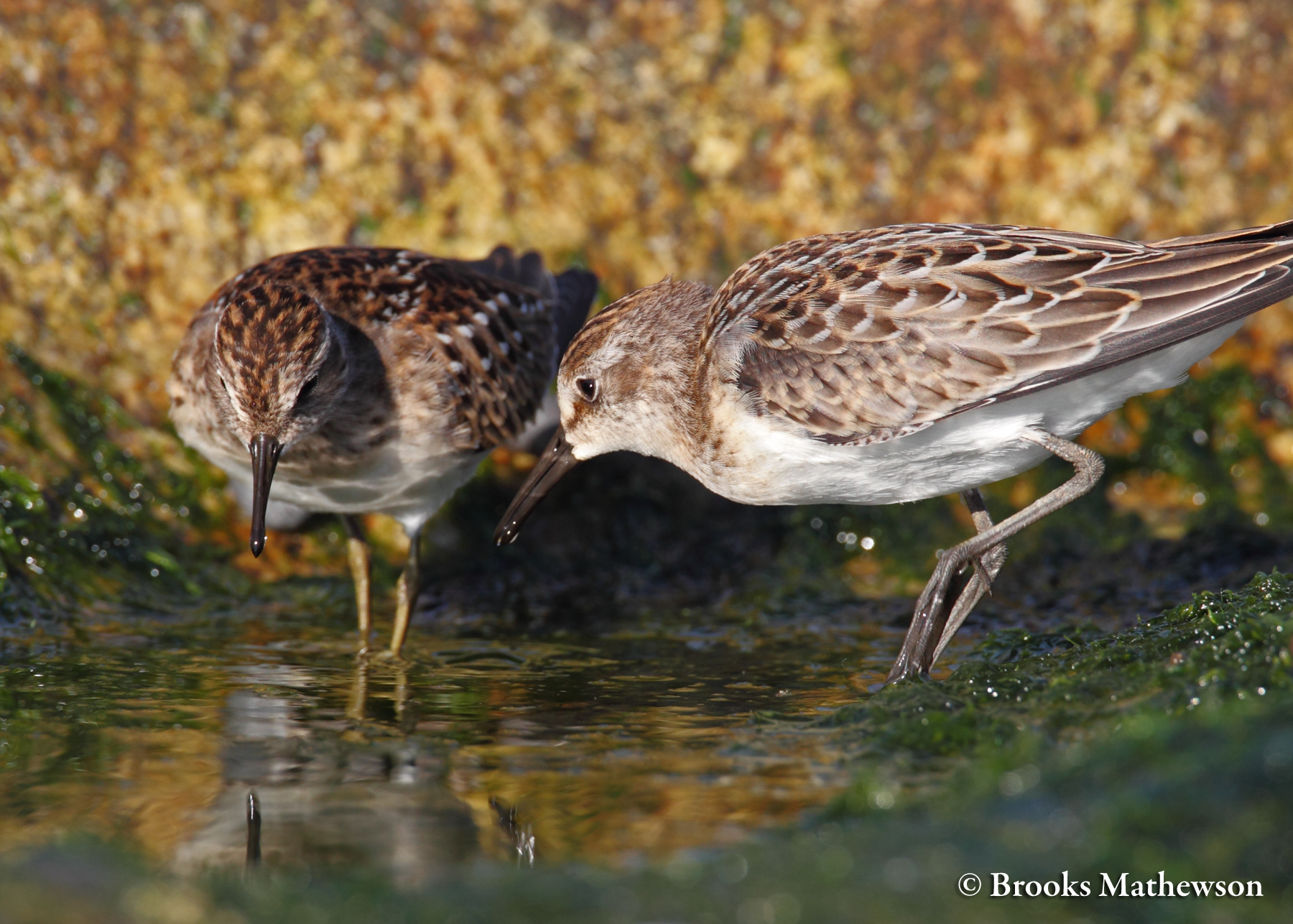A Least and Semipalmated Sandpiper find a way to get along in the same tidal pool despite their differences in leg color.