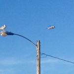 Marine One, as seen from Dutch Harbor in Jamestown at ~ 6:30pm. This was the second of two such helicopters, as it seemed to take a closer look at this West Passage boat yard. (Photo by Julie Munafo)
