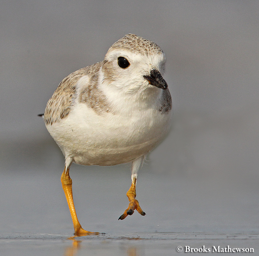 Juvenile Piping Plover