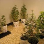 RI Voters' Poll: Seeking Major Changes In Marijuana Policy