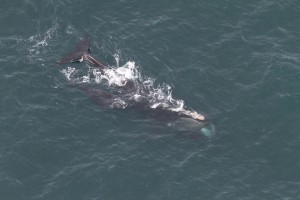 A North Atlantic right whale mother and calf pair in Rhode Island Sound, April 2011. (Credit: Christin Khan, NEFSC/NOAA)