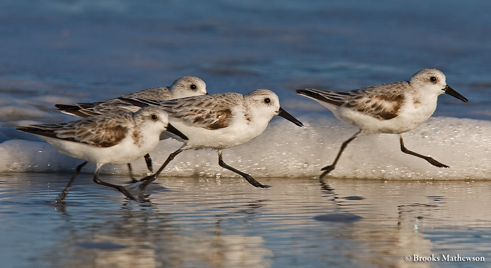 Sanderlings in the intertidal zone.