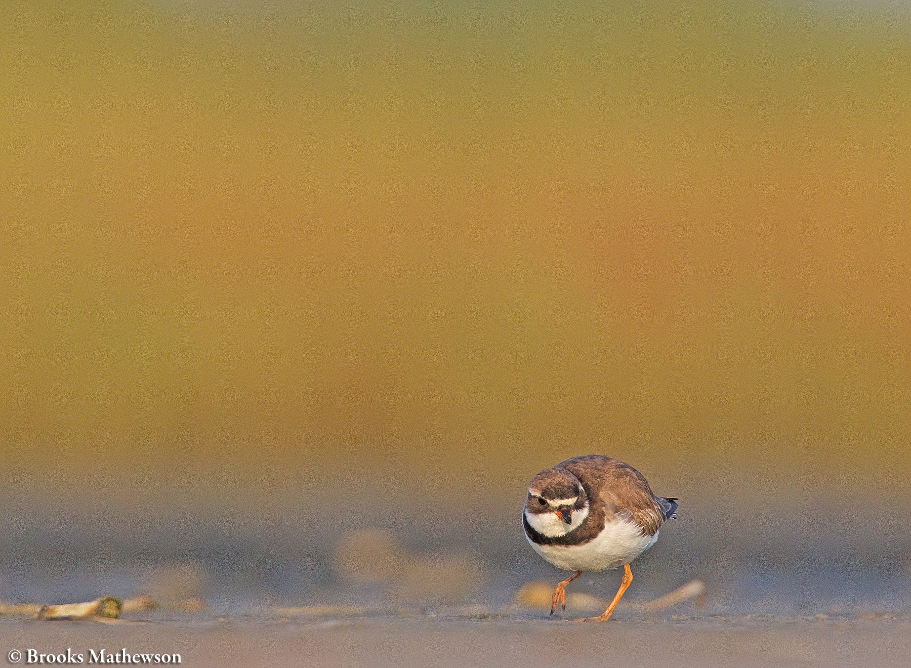 A Semipalmated Plover forages on the mudflats in early fall.